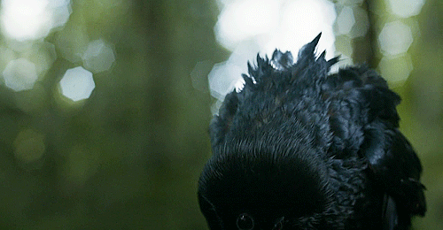 three-eyed-raven